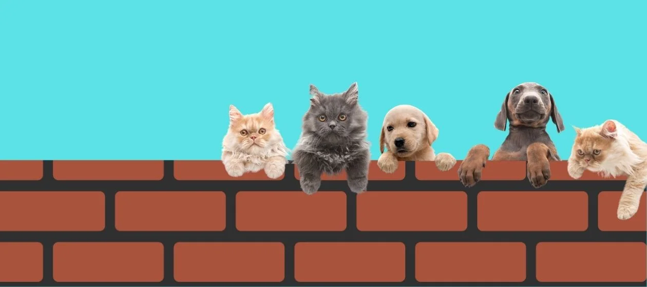 sección tecnología